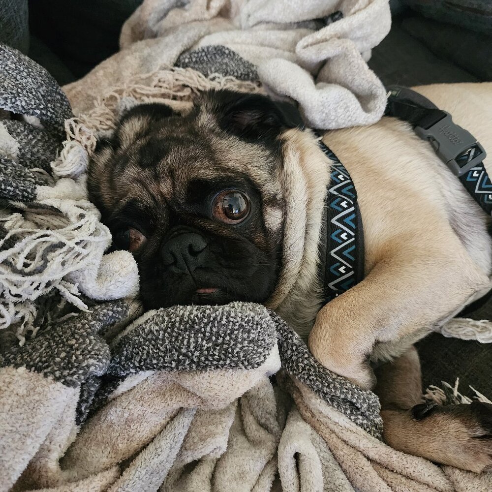 Meet your Posher, Ori